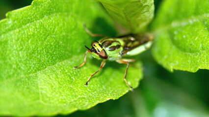 Green and brown fly on a leaf in Cotacachi, Ecuador
