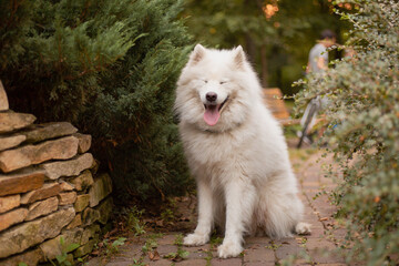 Dog on a walk. Samoyed dog in the park. White fluffy dog. Cute pet. Natural background