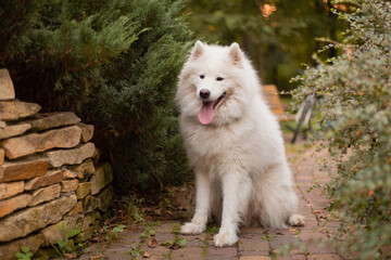 Dog on a walk. Samoyed dog in the park. White fluffy dog. Cute pet. Natural background