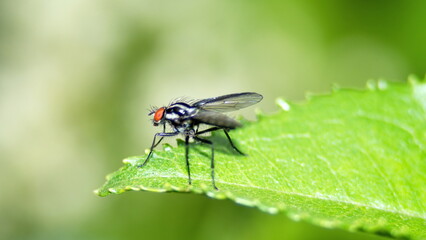 Fly on a leaf in Cotacachi, Ecuador