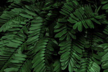 Naklejka na ściany i meble Dark green leaves in the park background image