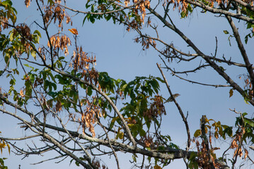 Red eye vireo in a tree