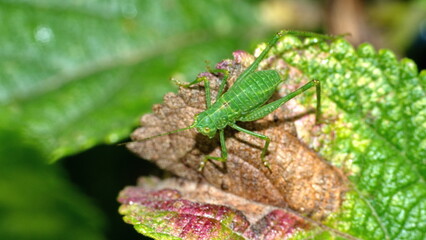 Green katydid nymph on a leaf in Cotacachi, Ecuador