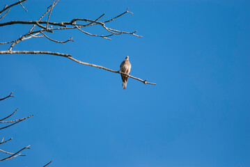 Mourning Dove on a tree branch