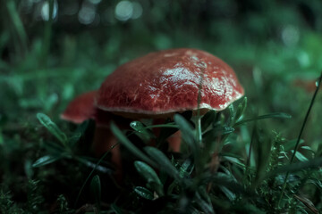 mushroom in the forest © PQ