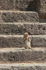 Obraz premium monkey in an hindu temple (prang sam yot) in lopburi (thailand)