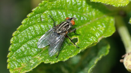 Fly on a leaf in Cotacachi, Ecuador