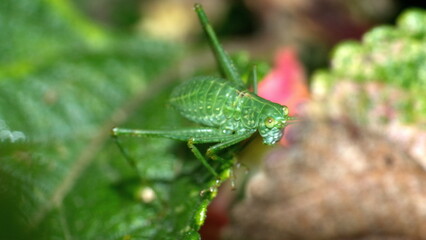 Green katydid nymph on a leaf in Cotacachi, Ecuador