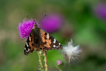 butterfly on thistle