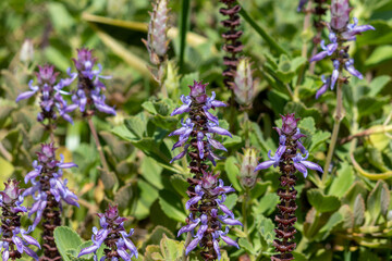 Peumus boldus is a medicinal plant widely used as a home remedy.	