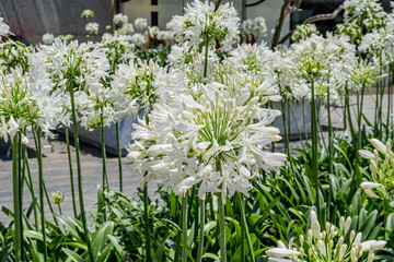 Common Agapanthus (Agapanthus praecox) in garden, Montevideo, Uruguay