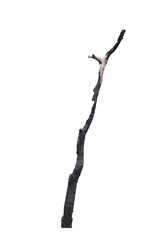 Dead tree on the white background