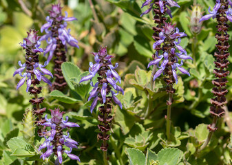 flowers in the garden	