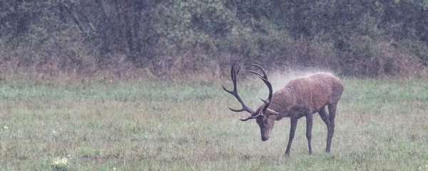 Cerf - brame - automne