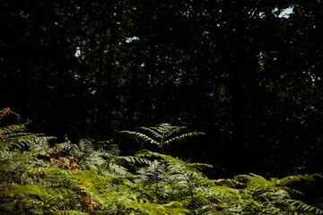 ferns in the forest