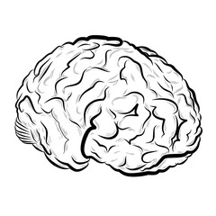 human brain vector drawing