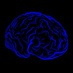 human brain vector drawing
