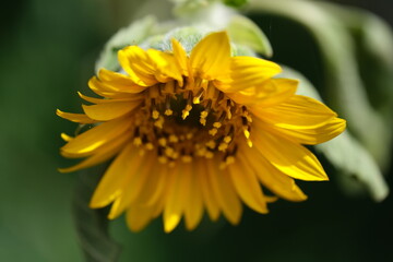 Beautiful sunflower on a sunny day with a natural background. Selective focus.