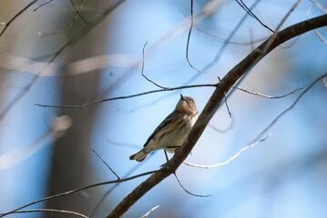 Juvenile Yellow Rumped Warbler in a Tree