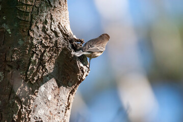 Juvenile Yellow Rumped Warbler on a Tree