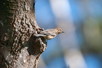 Juvenile Yellow Rumped Warbler on a Tree