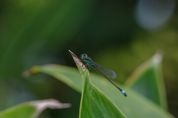 クマザサにイトトンボがとまる