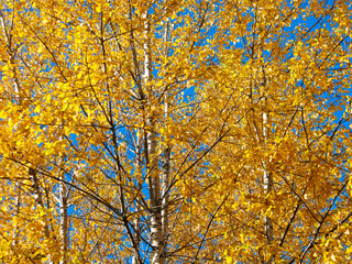 Birch trees with golden leaves on clear blue sky