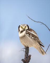 Hawk Owl Surnia ulula Portrait in Winter, frosty winter morning in Poland, North-Eastern part of Poland, Europe