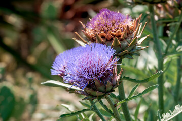 Globe Artichoke (Cynara scolymus) in park, Yalta, Crimea