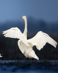 Obraz premium Bird Whooper Swan Cygnus cygnus in early morning light, Poland Europe