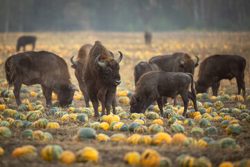 Herd of bisons from the Knyszyn Forest in a field with pumpkins, September Mammals - European bison Bison bonasus in autumn time, Knyszynska Forest, North-Eastern part of Poland © Marcin Perkowski