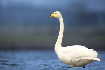 Obraz premium Bird Whooper Swan Cygnus cygnus in early morning light, Poland Europe