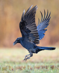 A beautiful raven Corvus corax flying bird North Poland Europe
