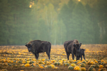 Herd of bisons from the Knyszyn Forest in a field with pumpkins, September Mammals - European bison...