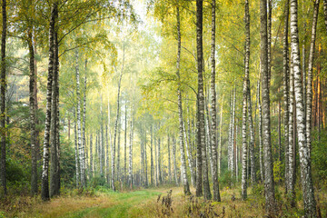 Obraz premium Misty autumn forest. Early autumn in misty forest. Morning fog in autumn forest Poland Europe