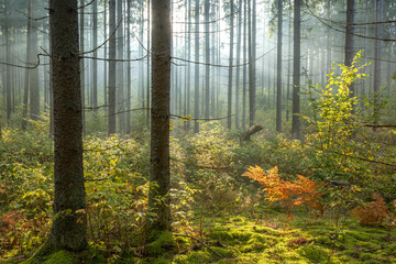 Misty autumn forest. Early autumn in misty forest. Morning fog in autumn forest Poland Europe