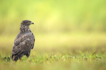 Common buzzard (Buteo buteo) in the fields, buzzards in natural habitat, hawk bird on the ground,...