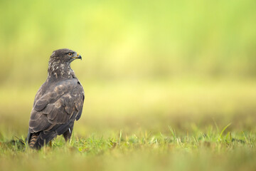 Common buzzard (Buteo buteo) in the fields, buzzards in natural habitat, hawk bird on the ground, predatory bird close up