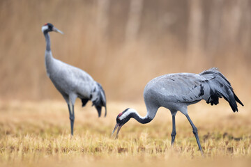 Wild common crane, grus grus, walking on hay field in spring nature. Large feathered bird landing on meadow from side view. Animal wildlife in wilderness.