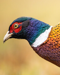 Common pheasant (Phasianus colchius) Ring-necked pheasant in natural habitat, grassland in early...
