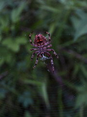 spider on a web