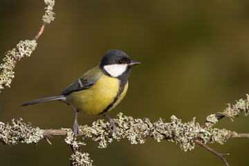 Obraz premium Colorful great tit ( Parus major ) perched on a tree trunk, photographed in horizontal, amazing background