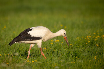 Bird White Stork Ciconia ciconia hunting time early spring in Poland europe