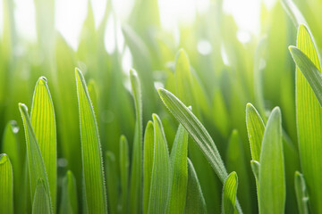 Fototapeta na wymiar macro texture of green wheat germ