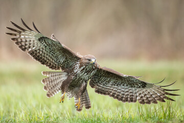 Common buzzard Buteo buteo in flight, buzzards in natural habitat, hawk bird on the ground, predatory bird close up winter bird