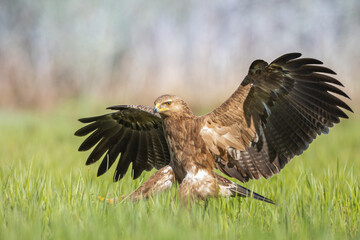 Birds of prey - Lesser Spotted Eagle ( Aquila pomarina ) landing bird hunting time