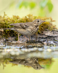 Tree Pipit Anthus trivialis bird by the forest puddle
