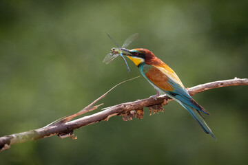 European Bee-Eater (Merops apiaster) perched on Branch near Breeding Colony. Wildlife scene of...