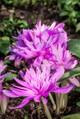 Colchicum 'Water Lily' (Colchicum speciosum x Colchicum autumnale) in garden