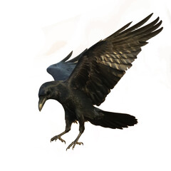 Birds flying raven isolated on white background Corvus corax. Halloween - black flying bird silhouette